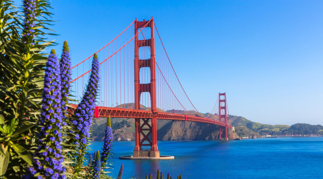 Golden Gate Bridge, blue skies, and lupies flowering in the forgreound.Run in SF.