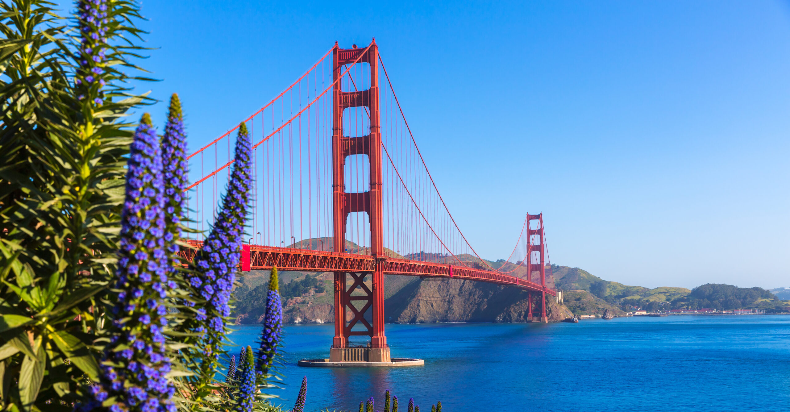 Golden Gate Bridge, blue skies, and lupies flowering in the forgreound.Run in SF.