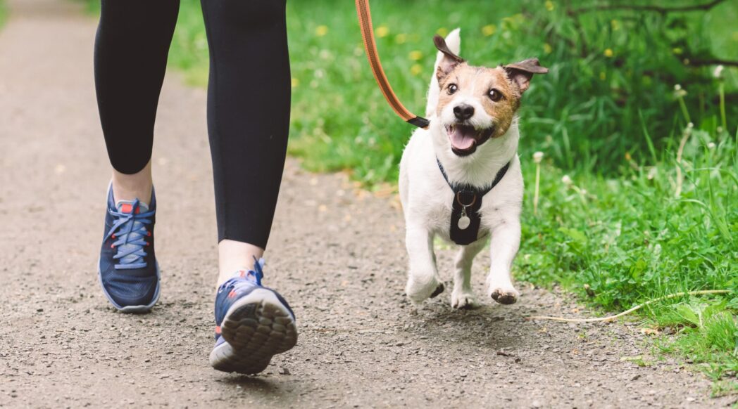 A woman runs with her dog, a happy terrier