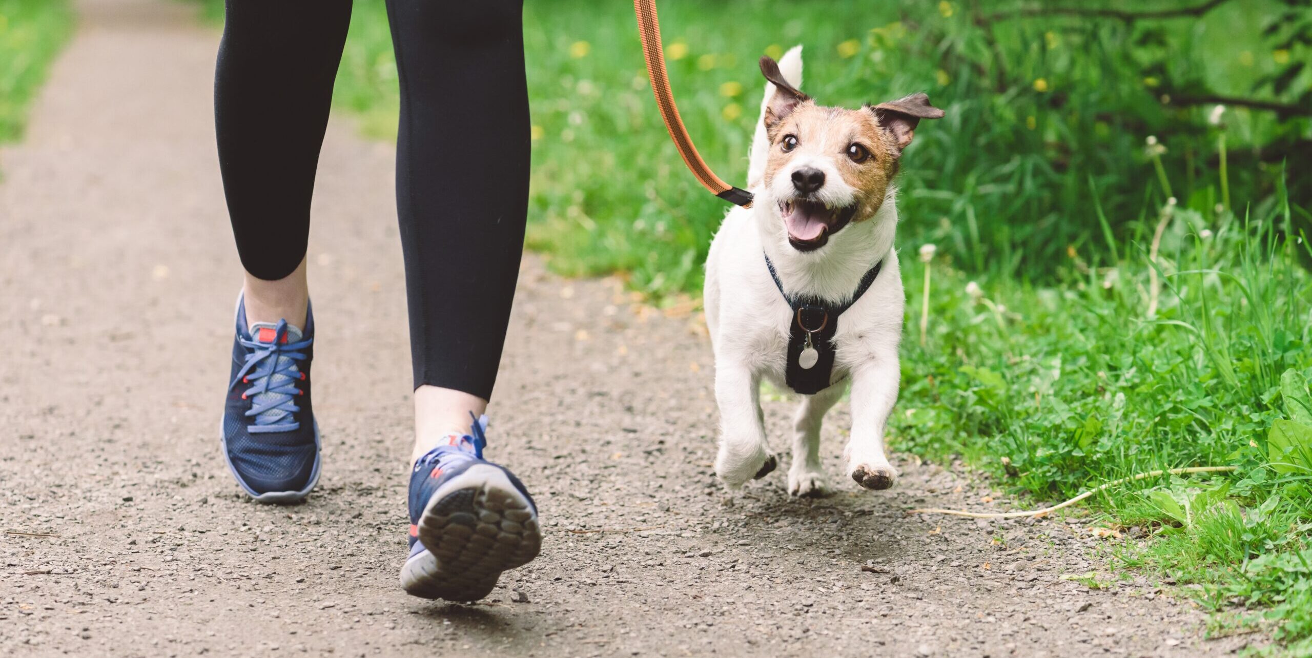 A woman runs with her dog, a happy terrier